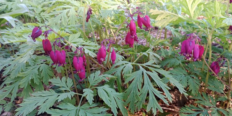 Dicentra formosa 'Bacchanal' Kaunis murtudsüdameke